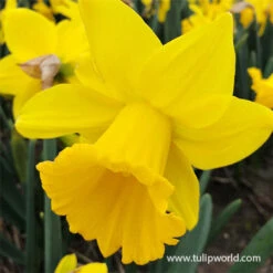 Spring Parade Garden Collection -Plants Shop 32167 dutch master daffodil