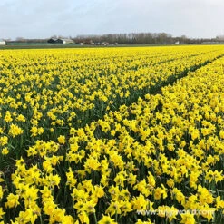 Dutch Master Daffodil Jumbo Bag -Plants Shop 32169 yellow daffodils 2 1