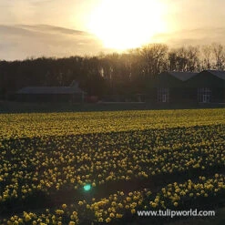 Dynamic Daffodil Collection -Plants Shop 32169 yellow daffodils