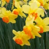 Red Devon Daffodils Jumbo Bag -Plants Shop 32170