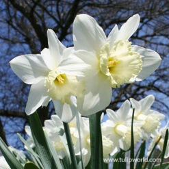 Dynamic Daffodil Collection -Plants Shop 32171 mixed naturalizing daffodils 1