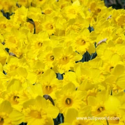 Mixed Naturalizing Daffodils Jumbo Bag -Plants Shop 32171 mixed naturalizing daffodils 2