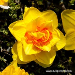 Double Daffodil Mix -Plants Shop 32181 double daffodil mix 2 1