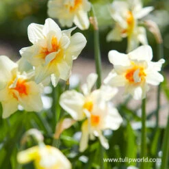 Dynamic Daffodil Collection -Plants Shop 32181 double daffodil mix 3