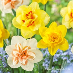 Glowing Tulip & Daffodil Collection -Plants Shop 32181 double daffodil mix 5
