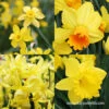 Yellow Daffodil Collection -Plants Shop 32182 yellow daffodil collection