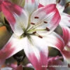 Lollypop Asiatic Lily -Plants Shop 3229 1