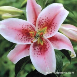 Summer Flowering Lily And Perennial Sampler Pack -Plants Shop 3234 1