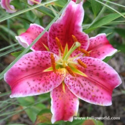 Summer Flowering Lily And Perennial Sampler Pack -Plants Shop 3235 3