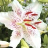 Muscadet Oriental Lilies Jumbo Pack 2 Muscadet Oriental Lilies Jumbo Pack -Plants Shop 3238