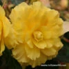Yellow Hanging Basket Begonias -Plants Shop 3271