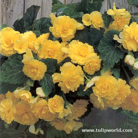 Yellow Hanging Basket Begonias 4 Yellow Hanging Basket Begonias - Image 2