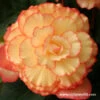 Yellow/Red Sunburst Picotee Begonia -Plants Shop 3276