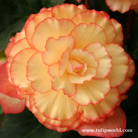 Yellow/Red Sunburst Picotee Begonia 3 Yellow/Red Sunburst Picotee Begonia