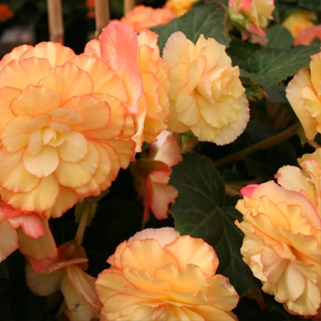 Yellow/Red Sunburst Picotee Begonia 4 Yellow/Red Sunburst Picotee Begonia - Image 2
