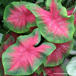 Shade Basket And Border Collection -Plants Shop 3285