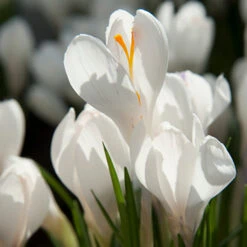 Spring Crocus Collection 21 Spring Crocus Collection -Plants Shop 33104 1