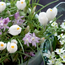 Spring Crocus Collection 20 Spring Crocus Collection -Plants Shop 33104 2