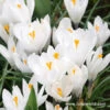 Joan Of Arc Crocus -Plants Shop 33104 3