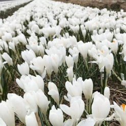 Joan Of Arc Crocus -Plants Shop 33104 jeanne d arc crocus 1