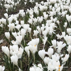 Joan Of Arc Crocus -Plants Shop 33104 jeanne d arc crocus 2 1