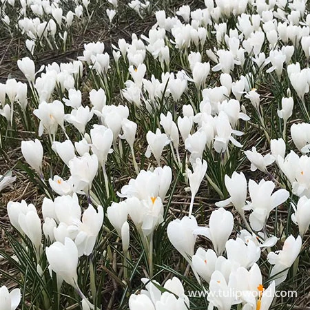 Spring Crocus Collection 8 Spring Crocus Collection - Image 6