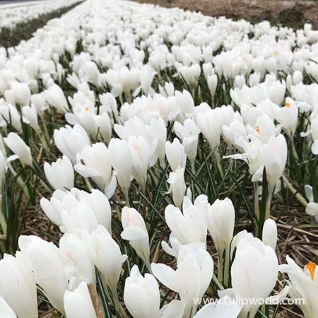 Spring Crocus Collection 9 Spring Crocus Collection - Image 7