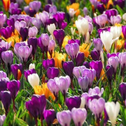 Mixed Giant Crocus -Plants Shop 33105 1