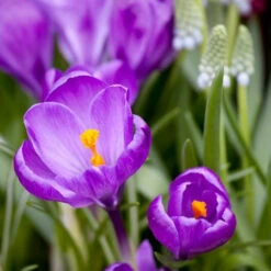 Spring Crocus Collection 24 Spring Crocus Collection -Plants Shop 33107 4 1