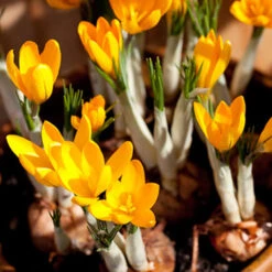 Spring Crocus Collection 30 Spring Crocus Collection -Plants Shop 33108 1 1