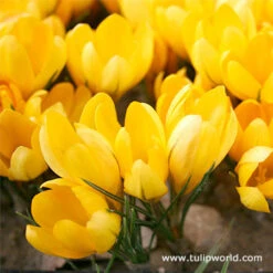 Yellow Mammoth Crocus