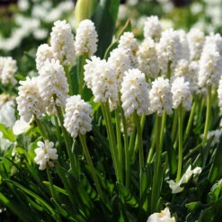 White Grape Hyacinth -Album Muscari -Plants Shop 33114 2
