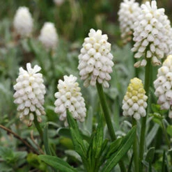 White Grape Hyacinth -Album Muscari -Plants Shop 33114 3