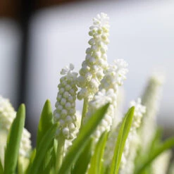 White Grape Hyacinth -Album Muscari -Plants Shop 33114 4