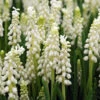 White Grape Hyacinth -Album Muscari -Plants Shop 33114 5