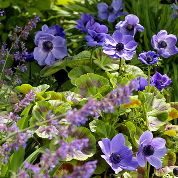 Mixed Anemone Collection 9 Mixed Anemone Collection - Image 7