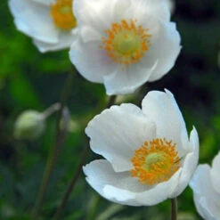 Mixed Anemone Collection 22 Mixed Anemone Collection -Plants Shop 33137 2
