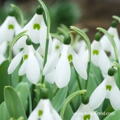 Snowdrops -Plants Shop 33139 snowdrops 2
