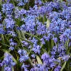 Siberian Squill Landscape Pack -Plants Shop 33143 1