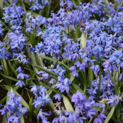 Siberian Squill Landscape Pack