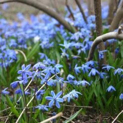 Siberian Squill Landscape Pack 9 Siberian Squill Landscape Pack -Plants Shop 33143 2