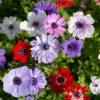 Mixed Anemone Collection 1 Mixed Anemone Collection -Plants Shop 33145 1