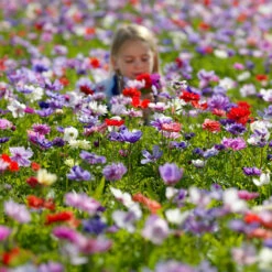 Mixed Anemone Collection 15 Mixed Anemone Collection -Plants Shop 33145 2