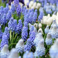 Sailed The Ocean Blue Collection -Plants Shop 33152 2