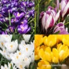 Spring Crocus Collection -Plants Shop 33158 spring crocus collection