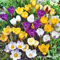 Spring Parade Garden Collection -Plants Shop 33159 mixed crocus value pack 2