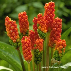 Unique Short Collection -Plants Shop 3372