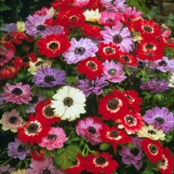 Sensational Summer Blooms Collection -Plants Shop 3377E 1