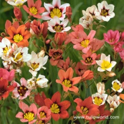 Instant Summer Garden Collection -Plants Shop 3381