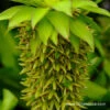 Bicolor Eucomis - (Pineapple Lily) -Plants Shop 3384 1